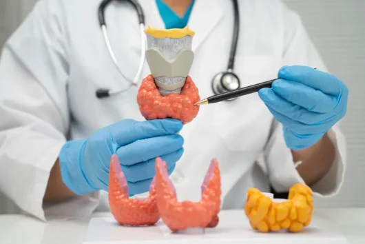 Physician explaining thyroid anatomy using a medical model
